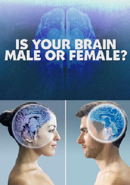 你的大脑是男性还是女性海报剧照